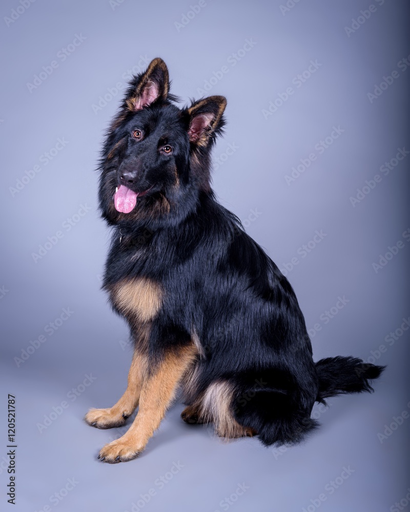 Dog on background. taken in a studio. Dog on background. taken in a studio.