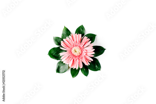 Pink gerbera daisy on white background. Flat lay