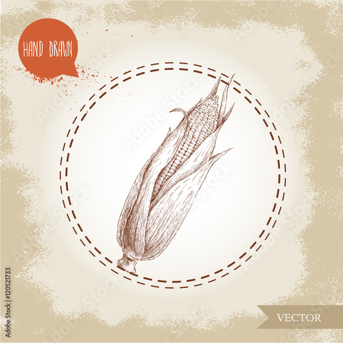 Hand drawn sketch style corn vegetable. Corncob with leafs. Organic cereal vector illustration. Sweetcorn food.