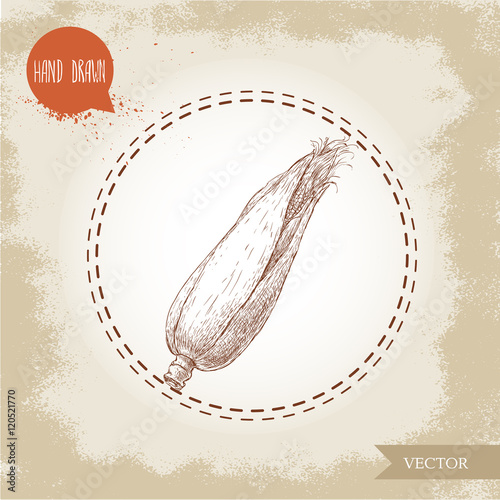 Hand drawn sketch style corn vegetable. Corncob with leafs. Organic cereal vector illustration. Sweetcorn food.