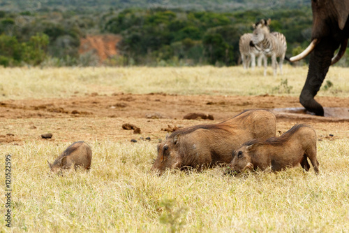 Family of warthog eating grass