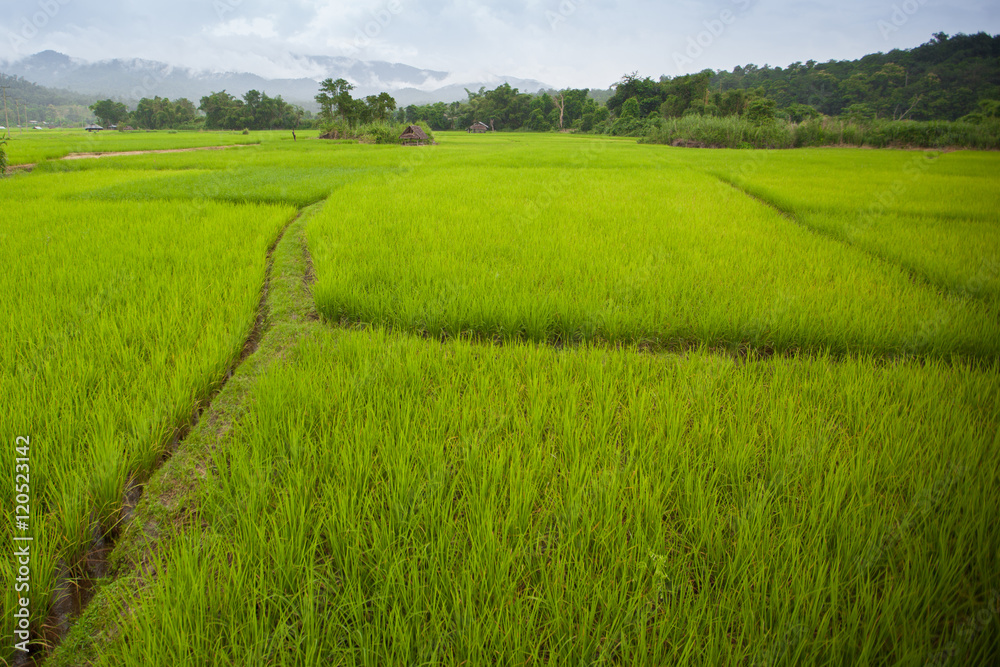 rice field landscape near Sutongpe Bridge in Thailand