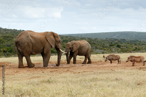 We want water NO - The African Bush Elephant