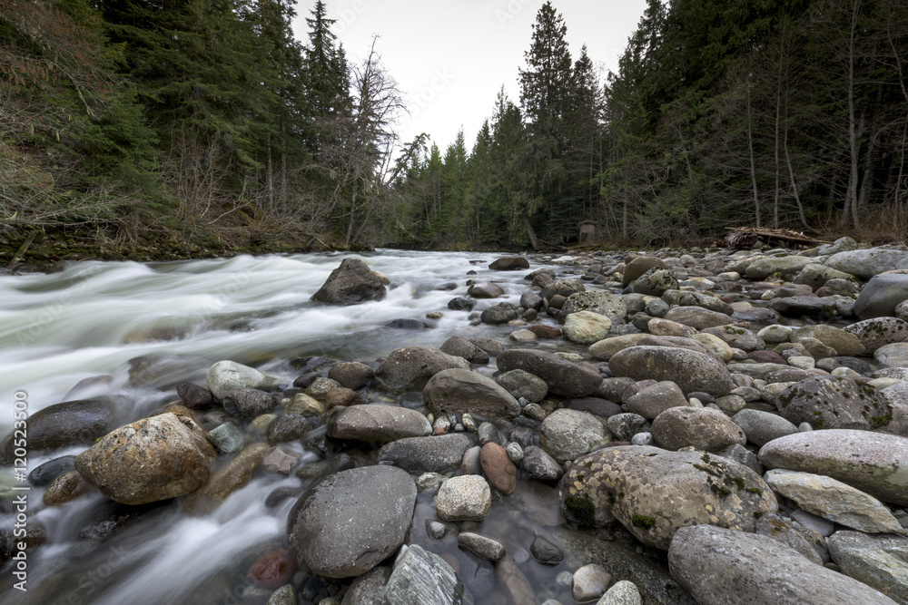 River flowing in a forest, Whistler, British Columbia, Canada River flowing in a forest, Whistler, British Columbia, Canada