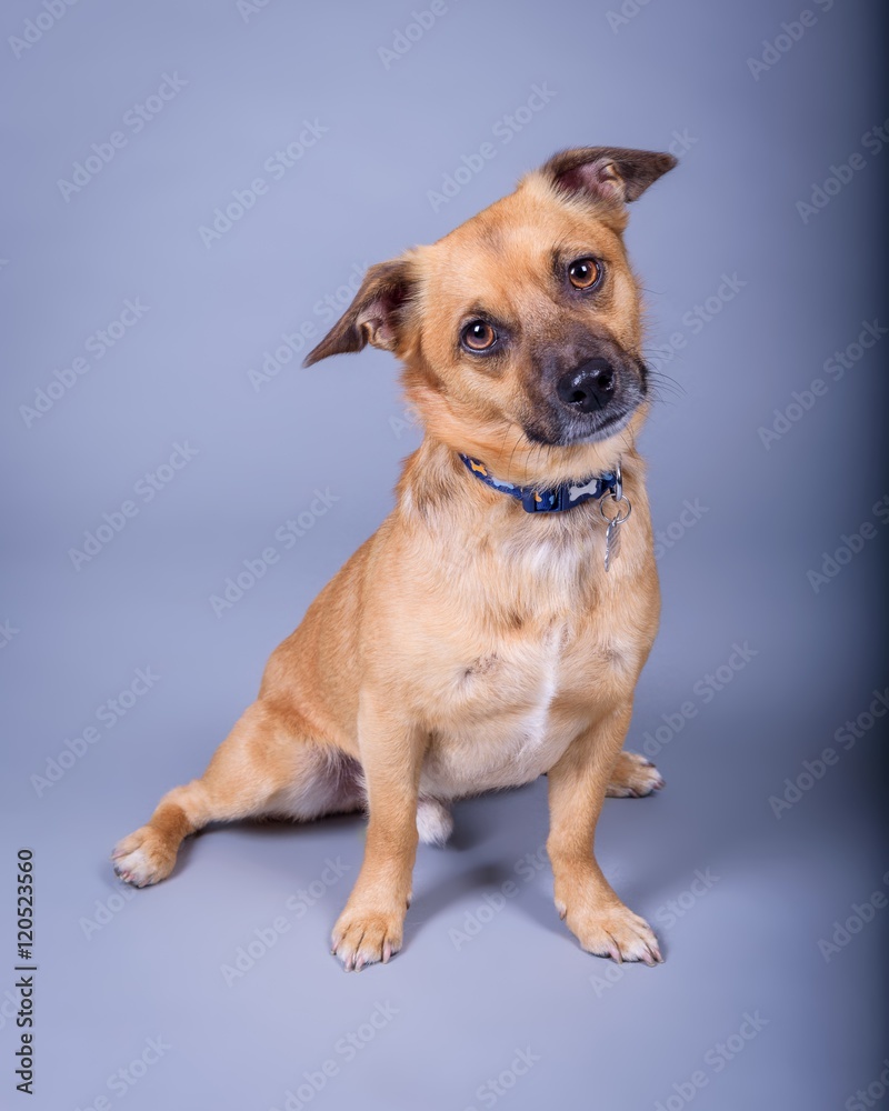 Dog on background. taken in a studio.