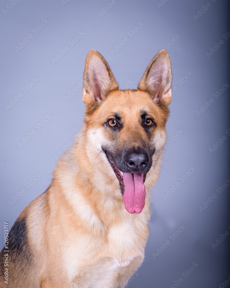 Dog on background. taken in a studio. Dog on background. taken in a studio.