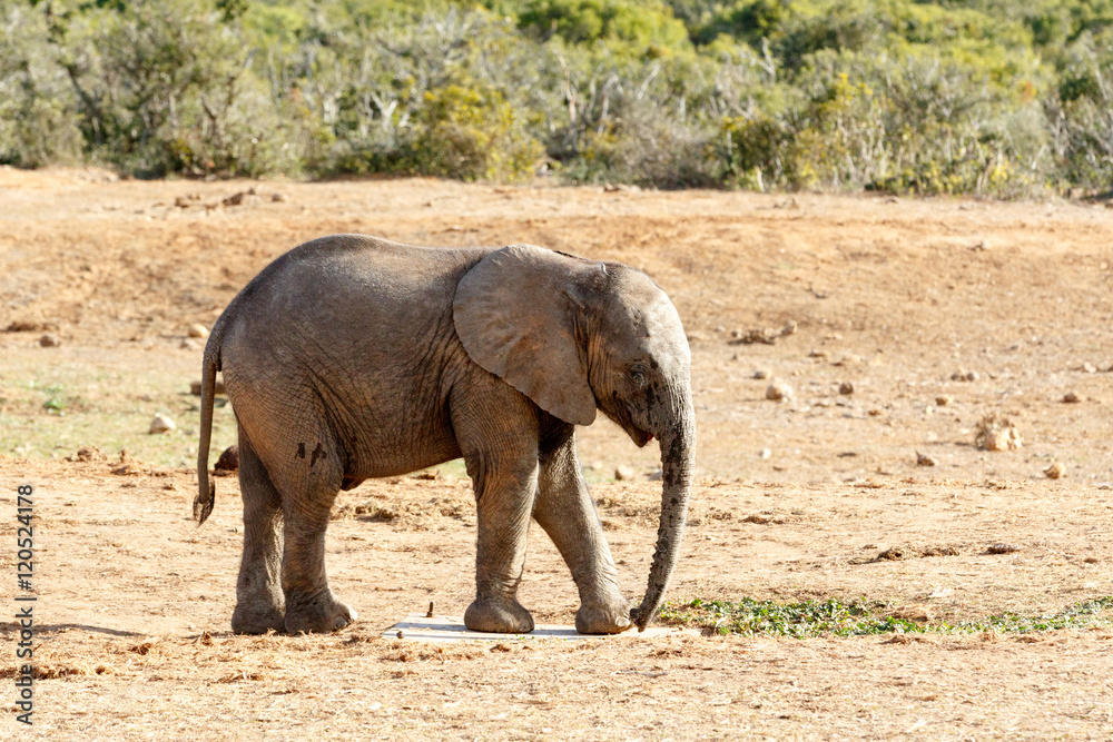 Fototapeta premium What is this - African Bush Elephant