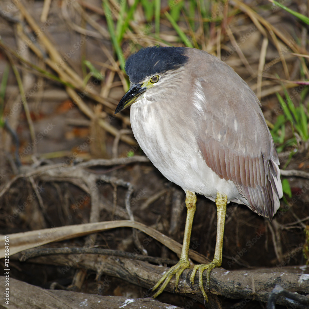 Fototapeta premium Night Heron, Kakadu National Park, Australia