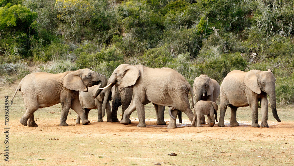 Fototapeta premium Mine is BIG and yours is - The African Bush Elephant