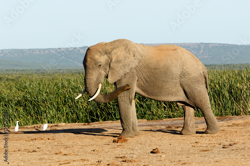 Fly Birds Fly The African Bush Elephant