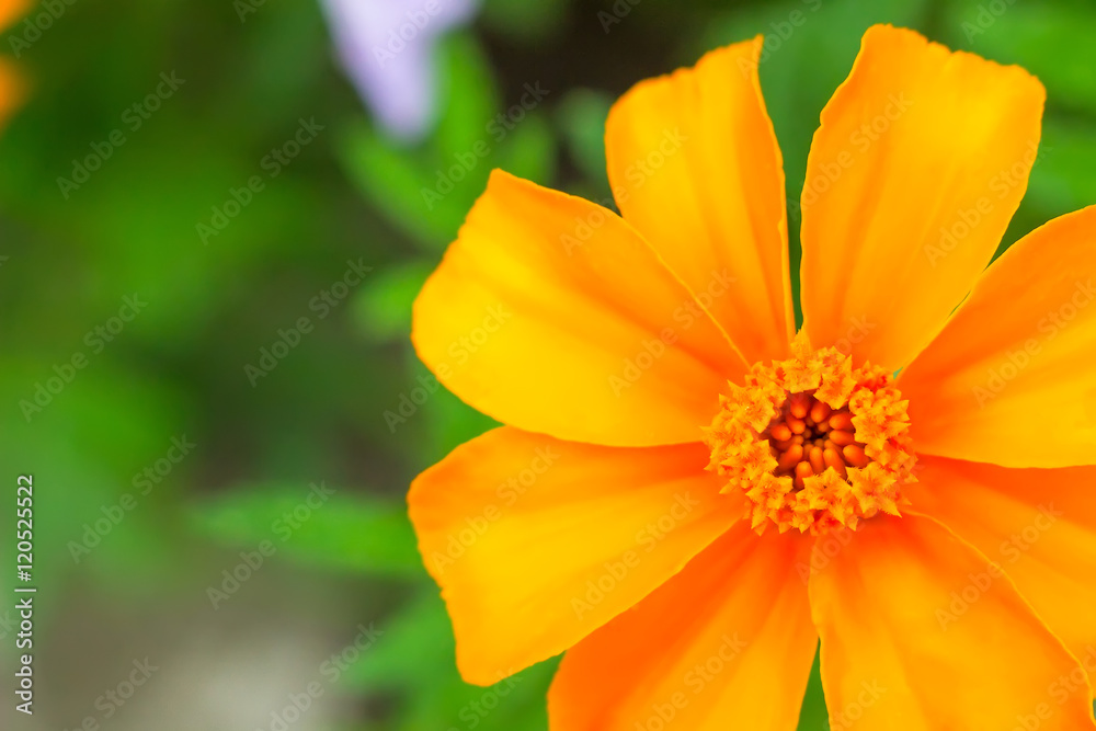 bright and beautiful marigold bright and beautiful marigold