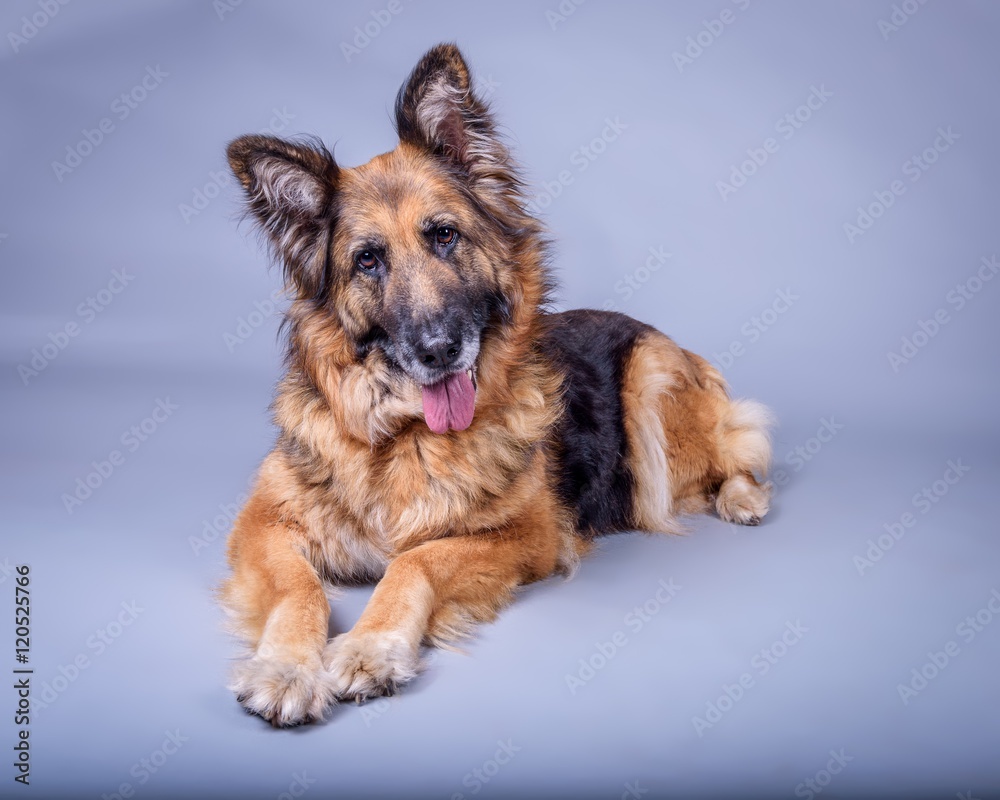 Dog on background. taken in a studio. Dog on background. taken in a studio.