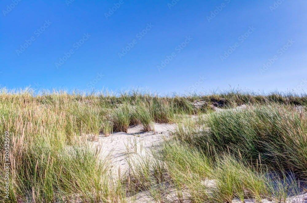 Beach and dunes with beachgrass in summer Beach and dunes with beachgrass in summer