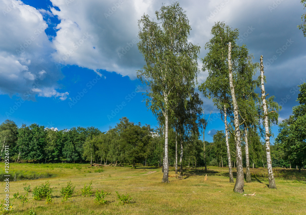 beautiful bunch of birch trees on a grass court in the wild forest