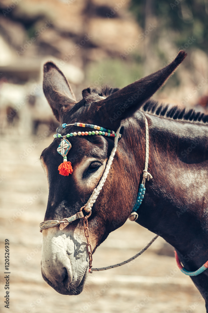 Fototapeta premium Santorini donkey