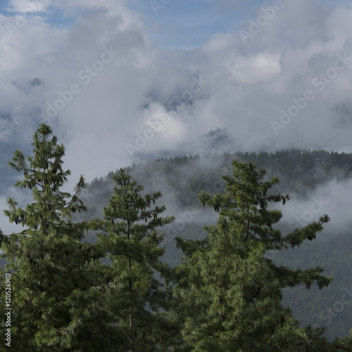 Forest in Bhutan.