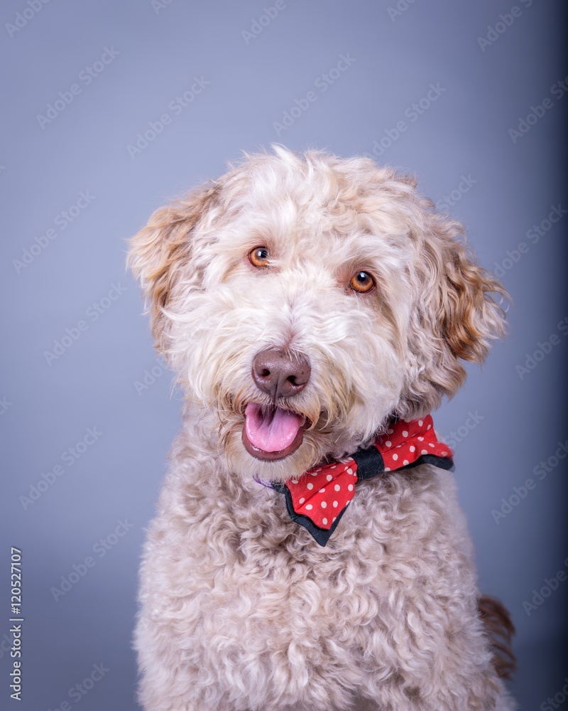 Dog on background. taken in a studio. Dog on background. taken in a studio.