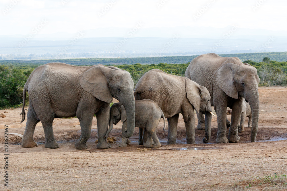 Watering Hole Momy Love The African Bush Elephant Familie