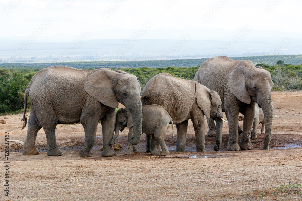 Fototapeta premium Watering Hole Momy Love The African Bush Elephant Familie