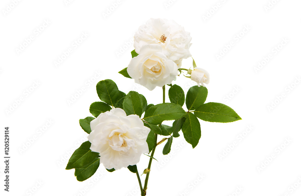 Obraz premium white rose isolated
