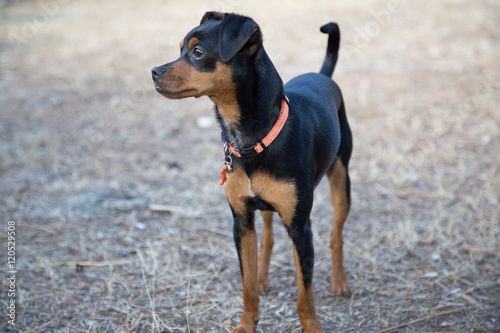 Portrait of a doberman pinscher puppy