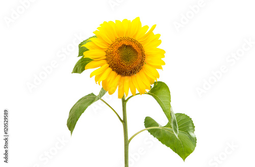 Flower of sunflower isolated
