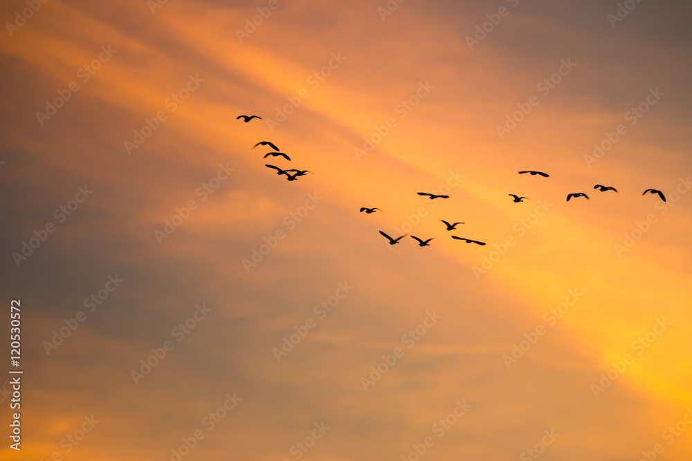 Obraz premium motion blur birds flying on the sky