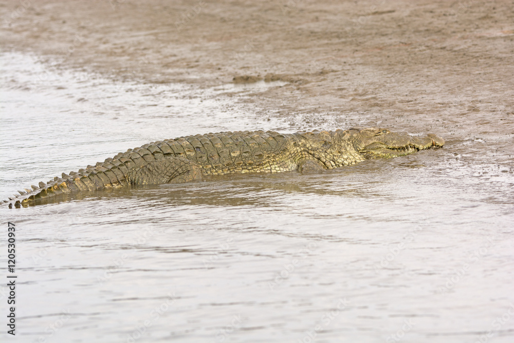 Mugger Crocidile on a River Bank Mugger Crocidile on a River Bank
