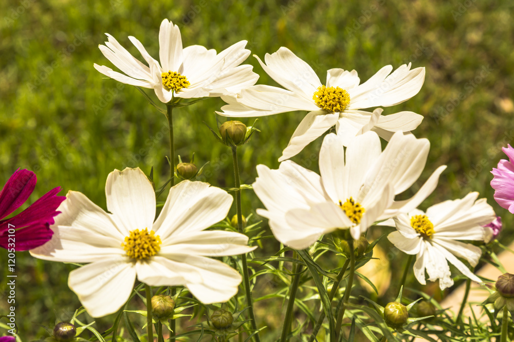 Colorful beautiful daisies on a green meadow Colorful beautiful daisies on a green meadow