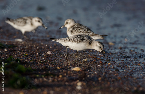 Sanderling, Calidris alba © Maciej Olszewski