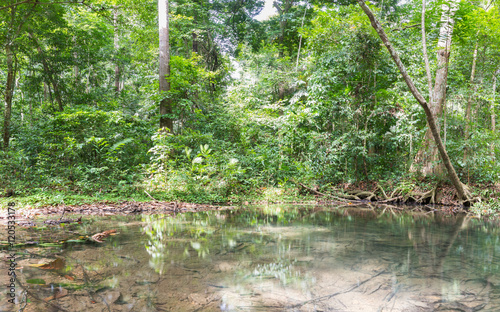 Forest and water