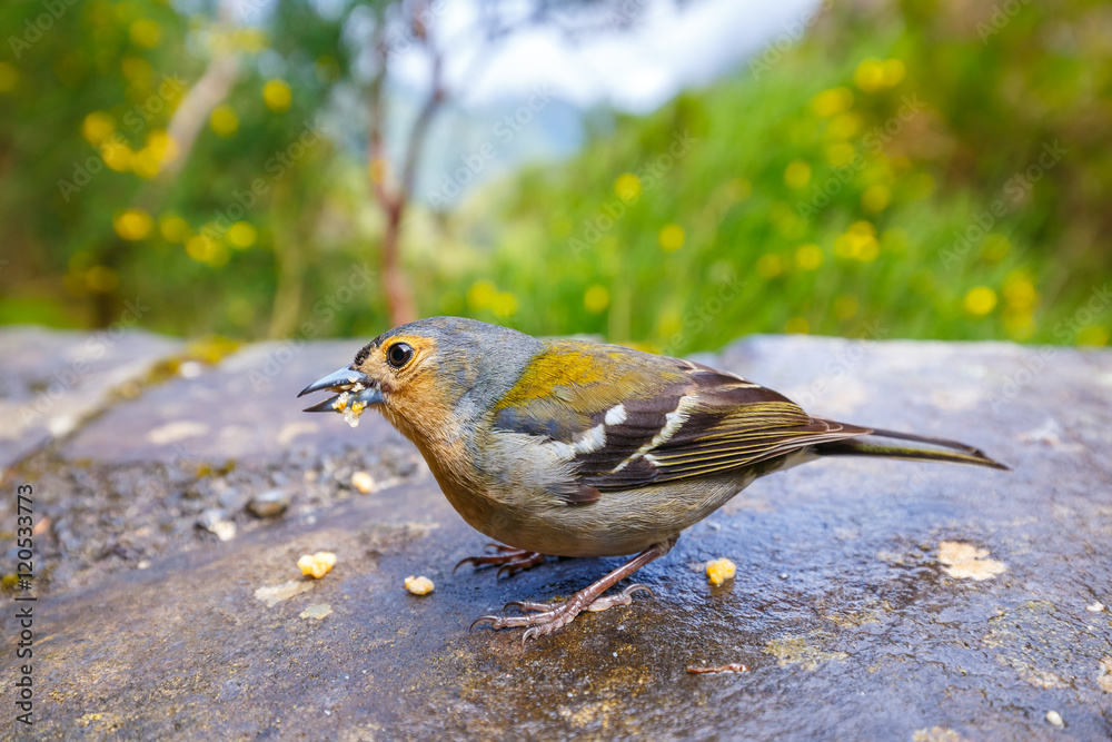 Carduelis chloris, Greenfinch, Madeira Island, Portugal Carduelis chloris, Greenfinch, Madeira Island, Portugal