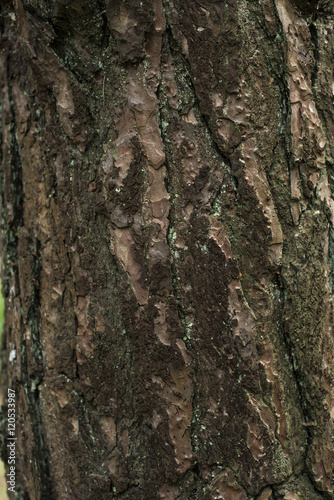 Pine Tree Bark.