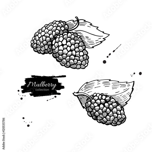 Quadro em tela Mulberry vector superfood drawing set. Isolated hand drawn  illu