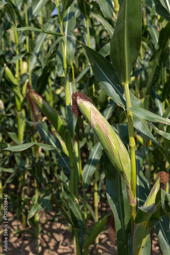 Reife Maispflanze in grünem Maisfeld Reife Maispflanze in grünem Maisfeld