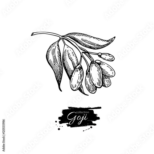 Goji berry vector superfood drawing. Isolated hand drawn  illust