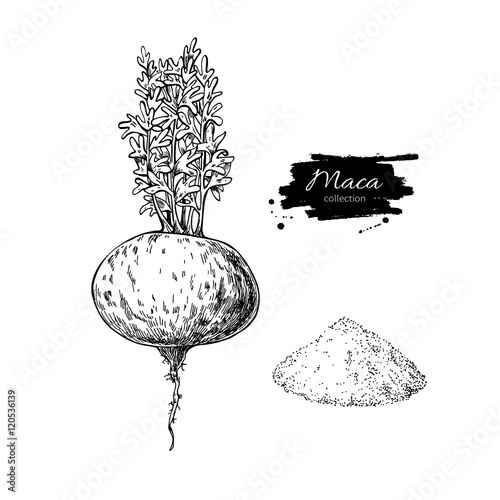 Maca plant and powder vector superfood drawing. Isolated hand dr