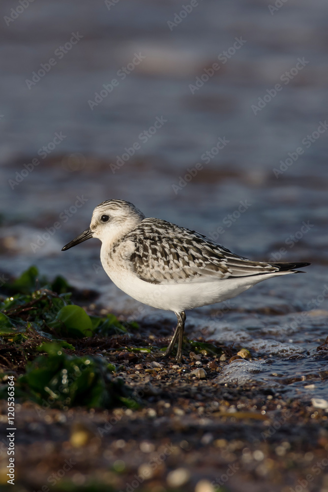 Sanderling, Calidris alba Sanderling, Calidris alba