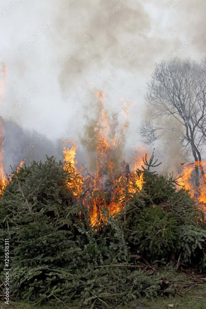 Fototapeta premium Waldbrand