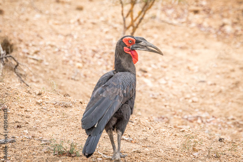 Southern ground hornbill walking on the dirt.