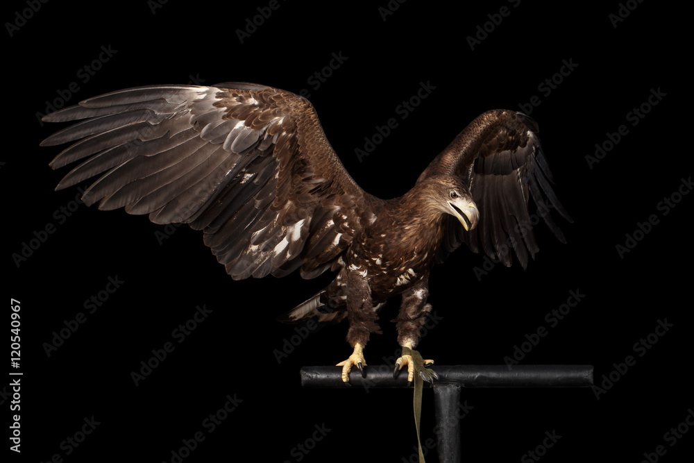 Fototapeta premium White-tailed eagle Sitting on perch and Spread wings, Looking at right Birds of prey isolated on Black background