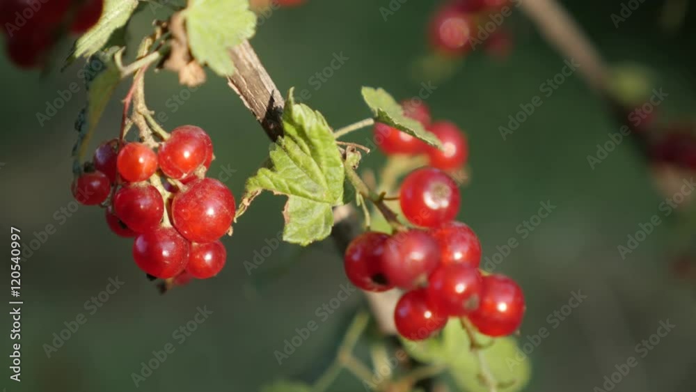 Shallow DOF Fruit Ribes rubrum plant natural 4K 2160p 30fps UltraHD footage - Small redcurrant deciduous shrub red berries close-up 3840X2160 UHD video Shallow DOF Fruit Ribes rubrum plant natural 4K 2160p 30fps UltraHD footage - Small redcurrant deciduous shrub red berries close-up 3840X2160 UHD video