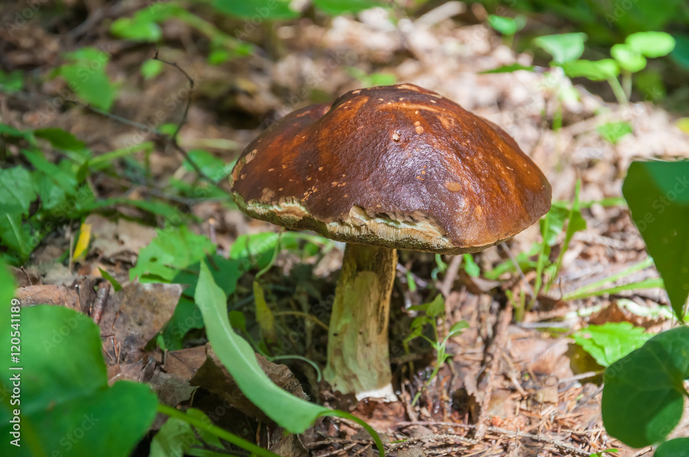 Edible mushroom Boletus ordinary (Leccinum scabrum) in the forest Edible mushroom Boletus ordinary (Leccinum scabrum) in the forest