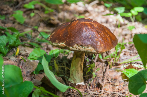 Edible mushroom Boletus ordinary (Leccinum scabrum) in the forest