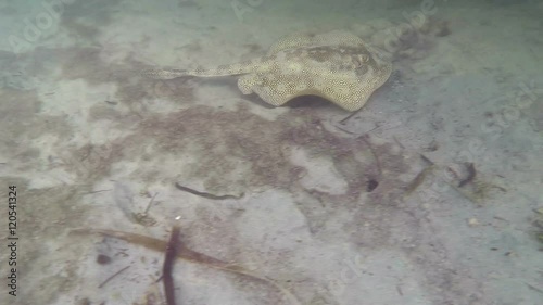 Underwater chasing Yellow spotted stingray Florida Keys  photo