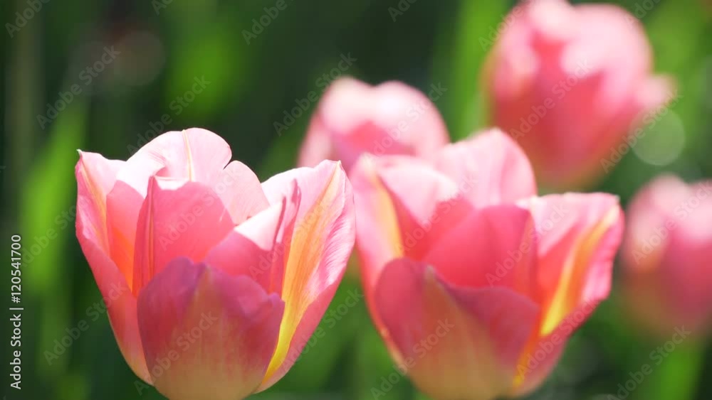 Close up of pink yellow tulips or tulipa flowers buds, heads in garden of Amsterdam, Holland, Netherlands. Tulip blooming field, flowerbed green spring time background. Sunlight bright, light, bokeh Close up of pink yellow tulips or tulipa flowers buds, heads in garden of Amsterdam, Holland, Netherlands. Tulip blooming field, flowerbed green spring time background. Sunlight bright, light, bokeh