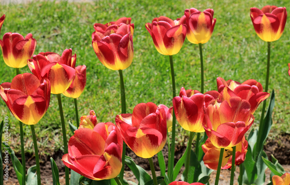 Obraz premium tulips
