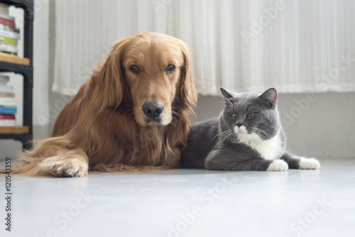 Canvas Print Dogs and cats snuggle together