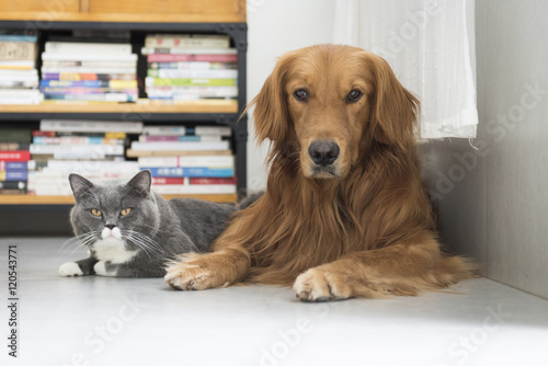 Dogs and cats snuggle together © chendongshan