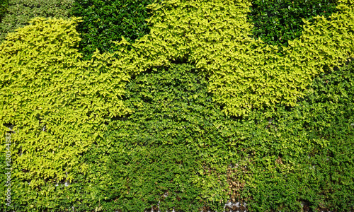 Variety of plants in vertical garden texture photo